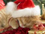 Sleepy_Santa_Paws