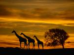 Giraffes_at_Sunset2