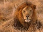 African_Lion_02