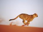 Speed_Cheetah
