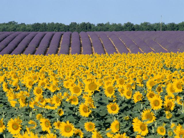Sunflowers_and_Lavender