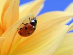 Climbing_Ladybug