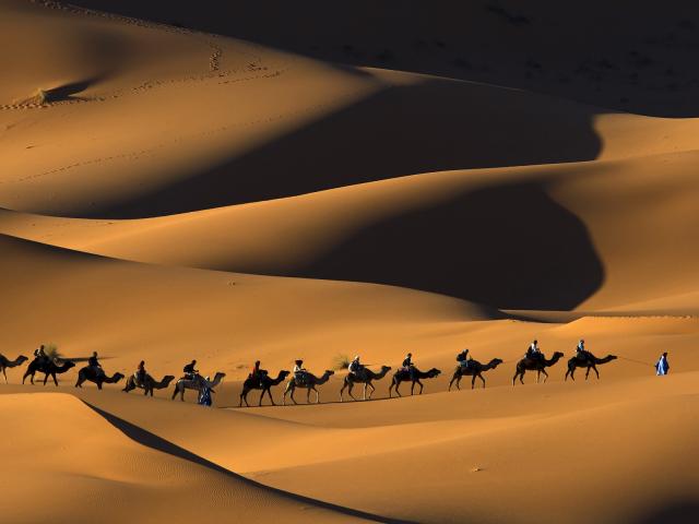 Dromedary_Camel