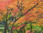Fall_Foliage_Portland