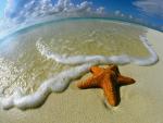 Starfish_on_the_Shore