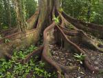 Buttress_Roots_Amazon