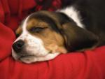 A_Napping_Beagle