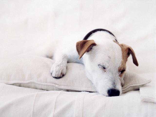 Dog_Napping