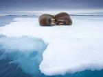 Sleeping_Walruses