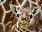 Baby_Giraffe