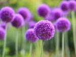 Purple_Allium_Flowers
