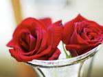 Two_Red_Roses