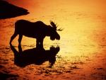 Moose_in_Silhouetted