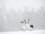 Red-Crowned_Crane