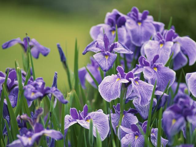 Japanese_Irises