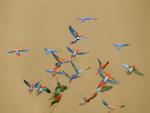 Macaws_Flying