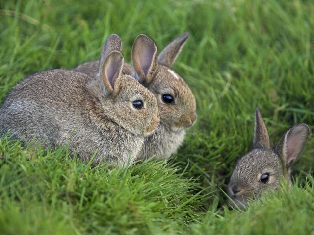 Young_Rabbits
