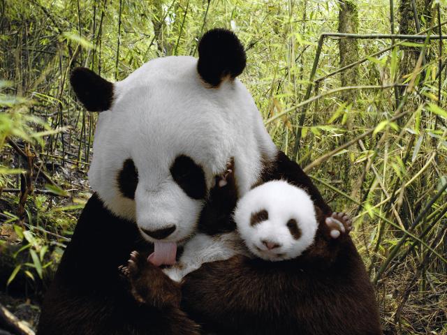 Giant_Panda_and_Cub_2