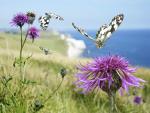 Marbled_White_Butterflies