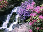 Azaleas_and_Rhododendrons