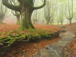 Moss-Covered_Tree