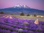Lavender_Farm_and_Mount