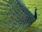 Male_Peacock