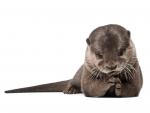 Small-Clawed_Otter