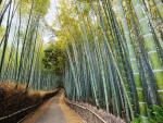 Bamboo_Forest