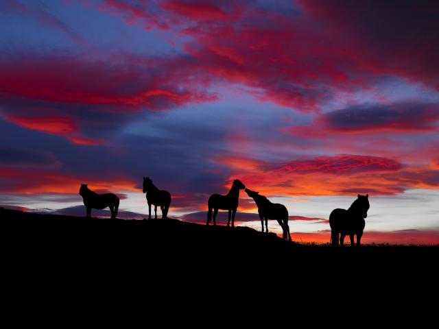 Icelandic_Horses