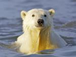 Polar_Bear_Barter