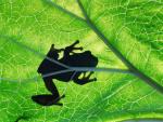 Sunning_Tree-Frog