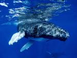 Infant_Humpback_Whale