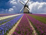 Field_of_Hyacinths