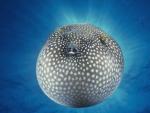 Spotted_Pufferfish