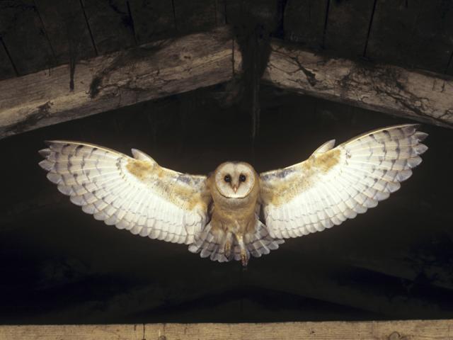 Flying_Barn_Owl