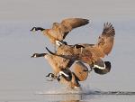 Flock_of_Geese