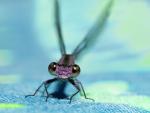 Close-Up_of_Dragonfly