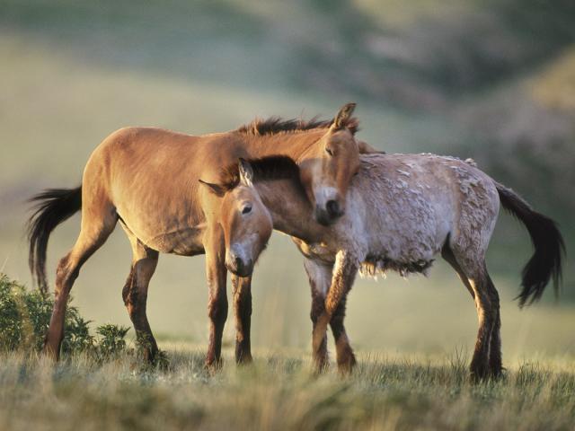 Horse_Mare_and_Foal