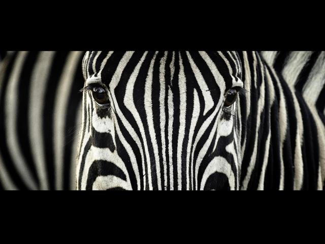Watchful_Zebra