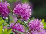 Rhododendrons_Isle