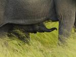African_Elephant_Calf