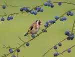 Goldfinch_on