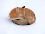 Red_Fox_in