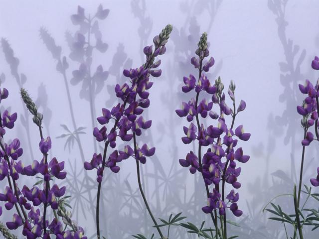 Lupines_and_Shadows