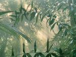 Rainforest_in_Mist