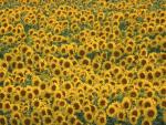 Sunflower_4