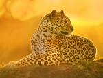 Leopardess_at_Sun