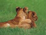 Lion_Cubs_Ma