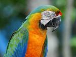 Colorful_Macaw_Bahamas